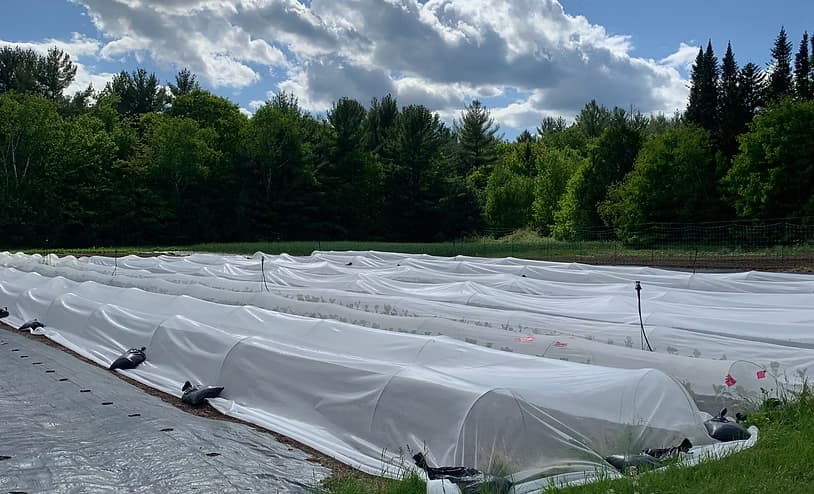 Maraîchage : mise en place de planches permanentes