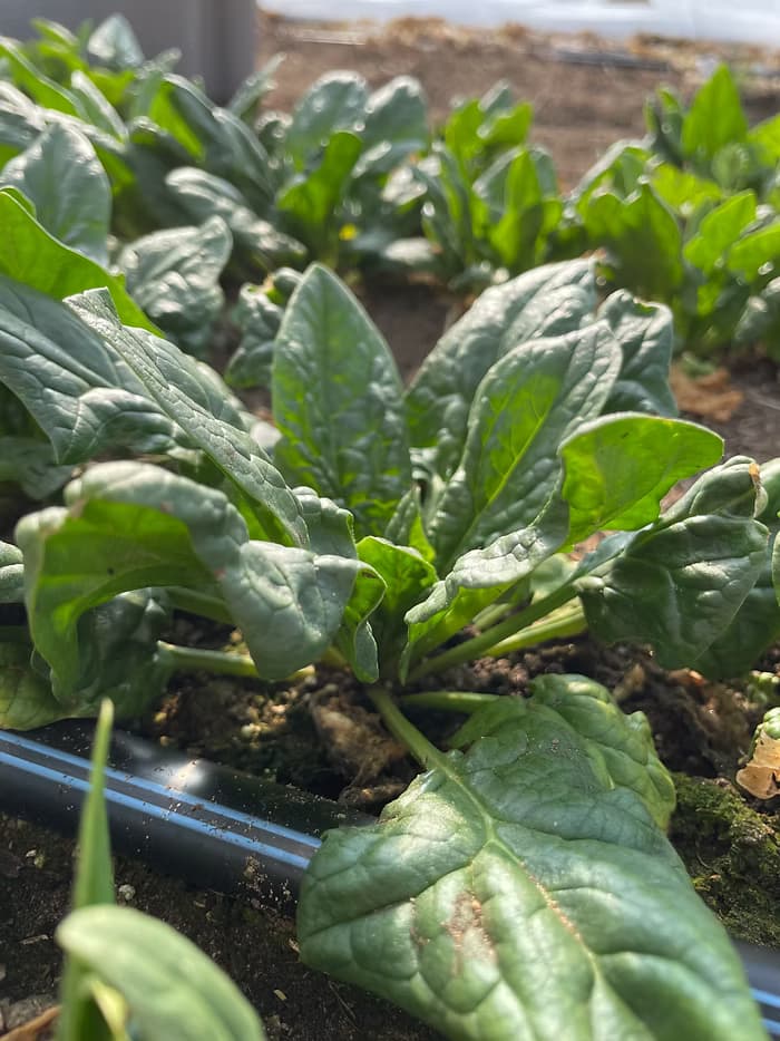 À la Découverte des Épinards: Un Trésor Vert de Bienfaits pour Votre Santé