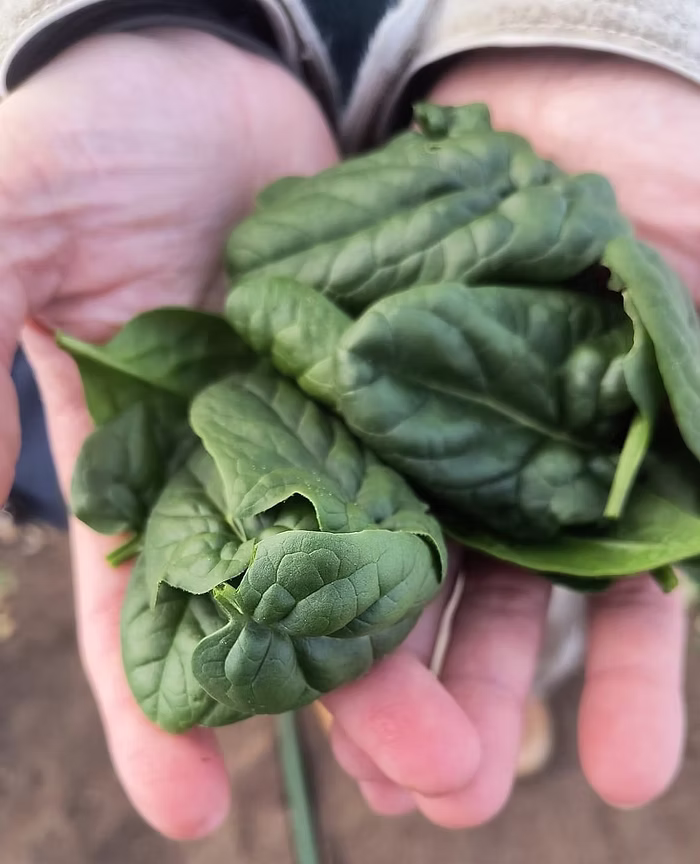 Comment Intégrer Facilement les Épinards à Votre Alimentation