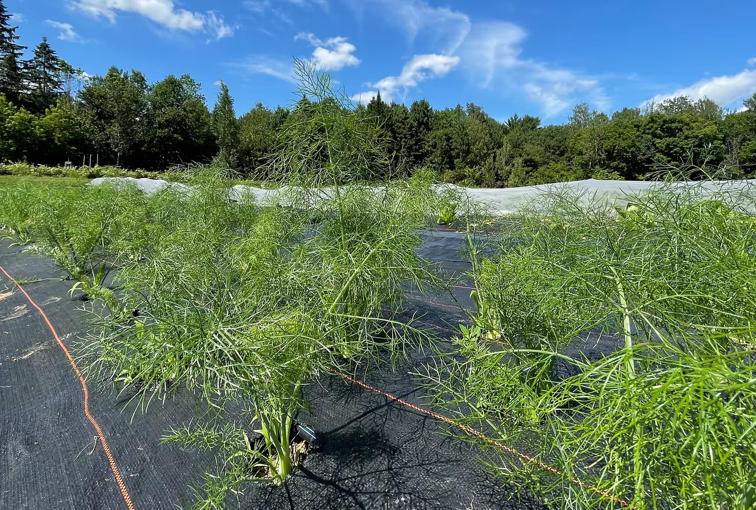 Fenouil : tout ce que vous ne saviez pas sur ce légume