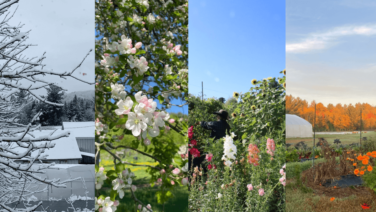 Douze mois de maraîchage, douze mois de passion