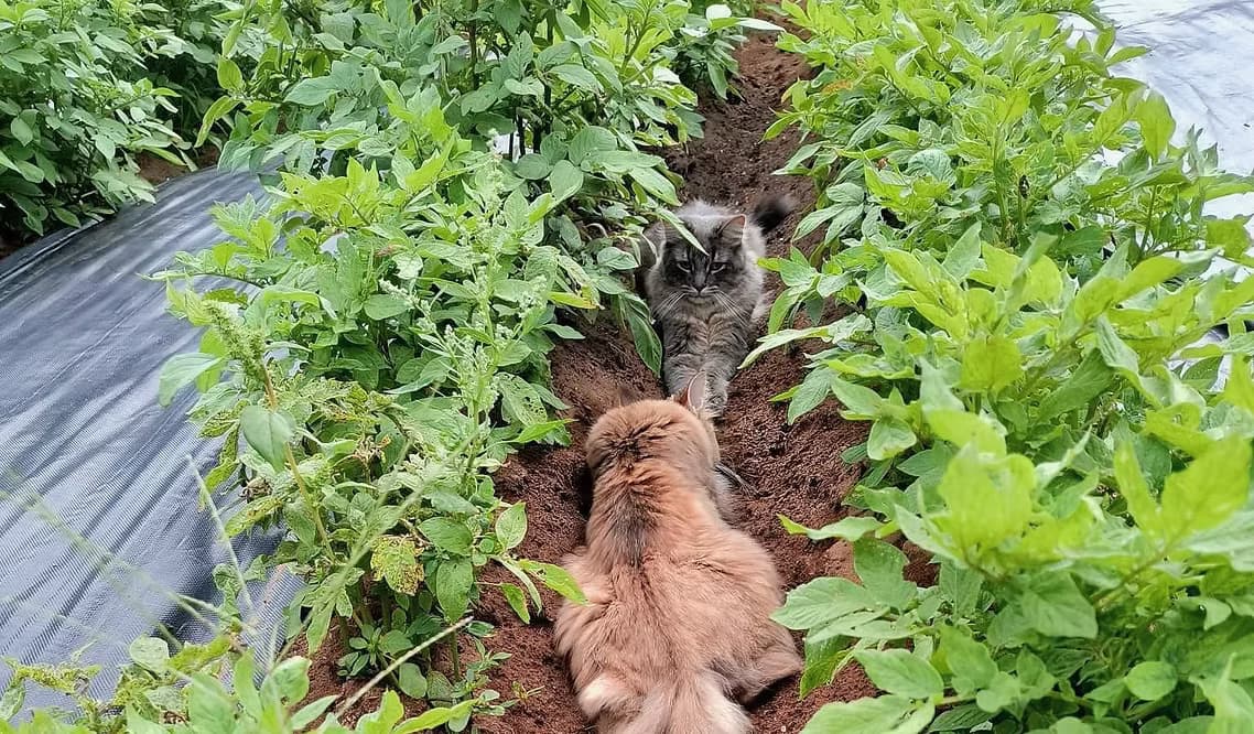 Comment nos chats contribuent à l’équilibre de notre ferme