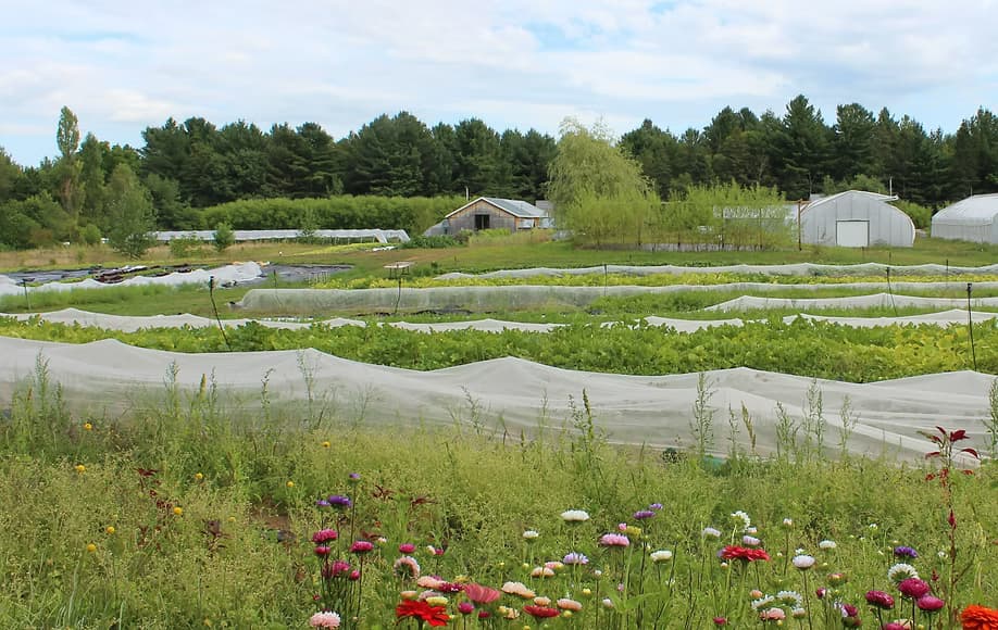 Pourquoi manger de saison, c’est mieux pour le goût, le prix et la planète