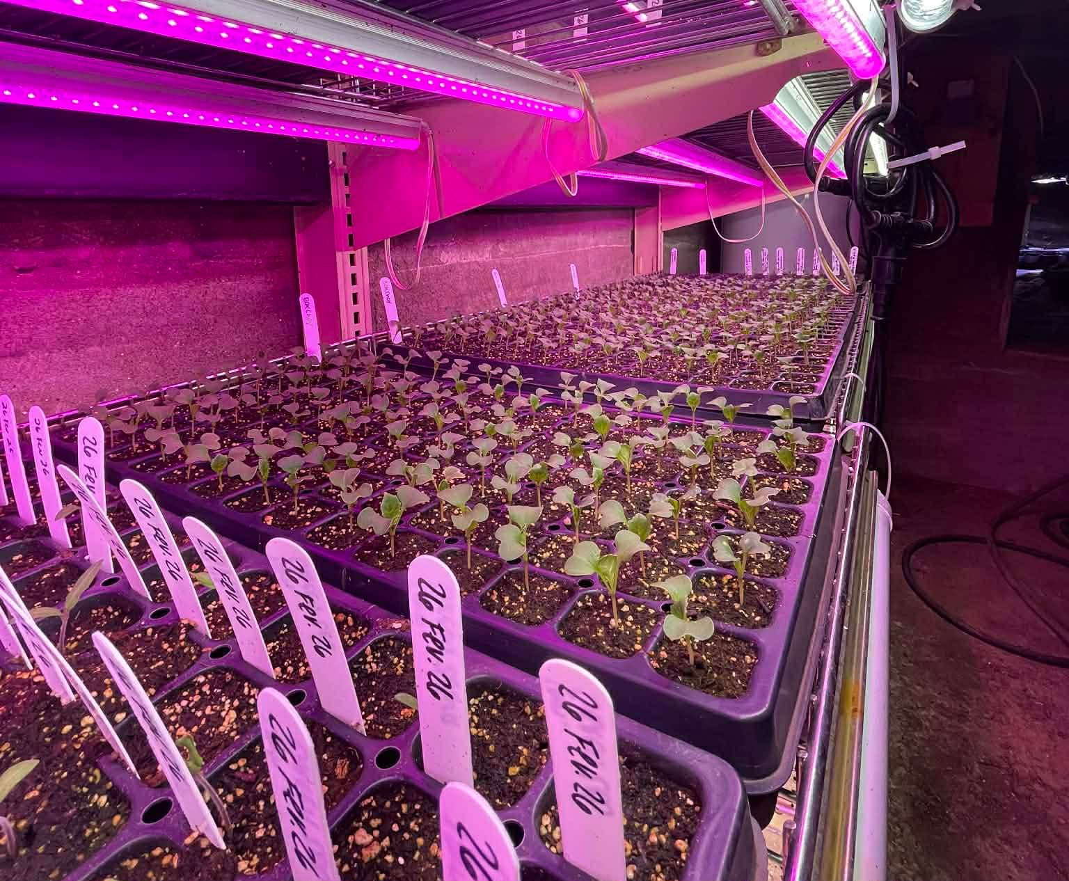 Le guide complet pour réussir ses semis à la maison